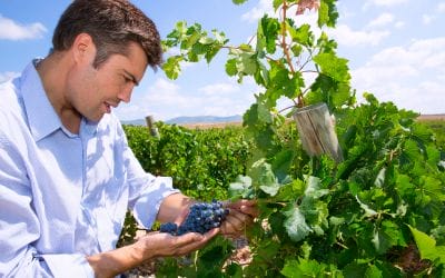 Les métiers de l’oenologie : comment réussir dans le secteur du vin ?